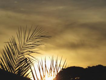 Close-up of silhouette tree against sky at sunset