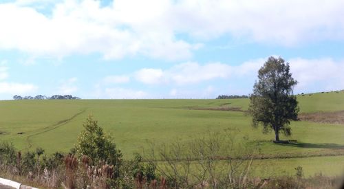 Scenic view of field against blue sky