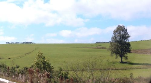 Scenic view of field against blue sky