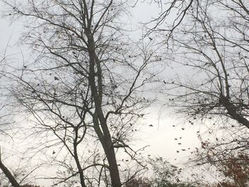 Low angle view of bare trees against sky