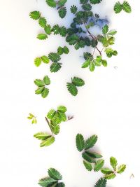 High angle view of plant against white background