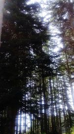 Low angle view of bamboo trees in forest