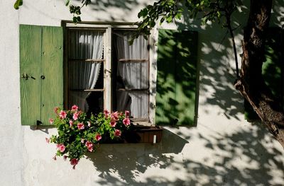 Flower pot on window sill