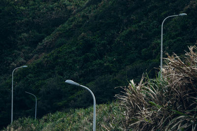 Trees and plants growing on land