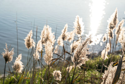 Close-up of flowering plants during winter