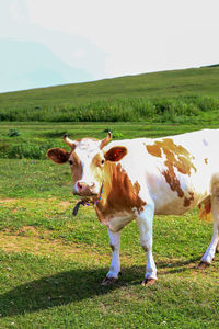 Cow standing in a field