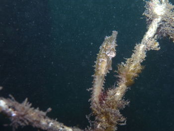 Close-up of jellyfish swimming in sea