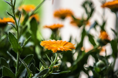 Close-up of yellow flowering plants