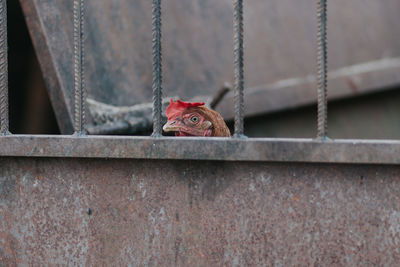 Close-up of hen peeking from cage