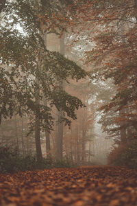 Sunlight falling on autumn leaves in forest