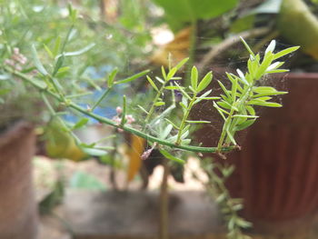 Close-up of succulent plant