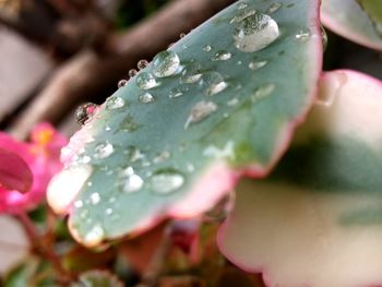 Close-up of wet flower