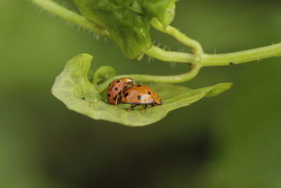 Close-up of insect on leaf