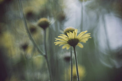 Close-up of yellow flowers blooming outdoors