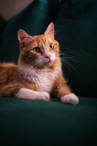 Close-up portrait of cat relaxing at home