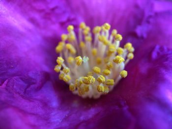 Close-up of purple flowering plant