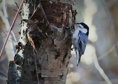 Close-up of bird perching on branch