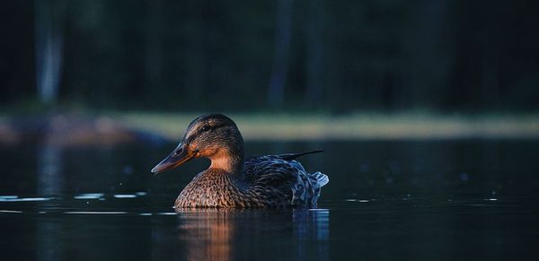 Close-up of duck swimming in lake