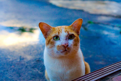 Close-up portrait of a cat