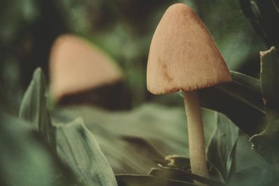 Close-up of mushroom growing outdoors