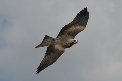 Low angle view of black kite bird flying against clear sky