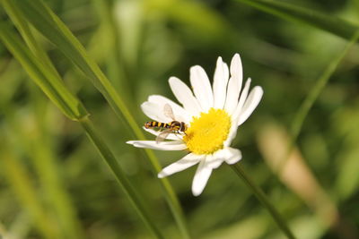 Close-up of bee on white flower