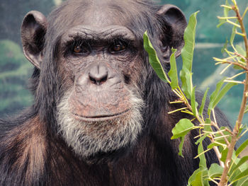 Close-up portrait of monkey