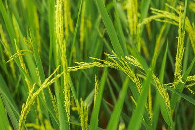 Close-up of crops growing on field