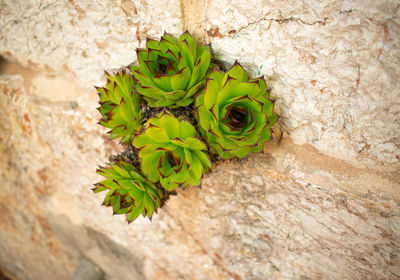 Close-up of green plant against wall