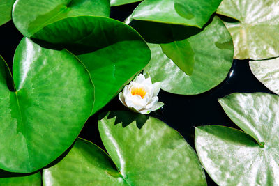 High angle view of water lily on leaves