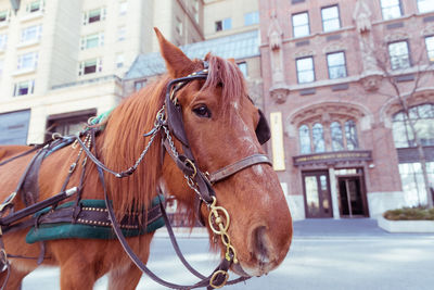 Horse in a city