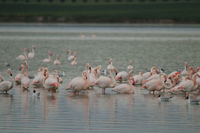 Flamingo birds in salt lake