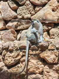 Squirrel sitting on rock
