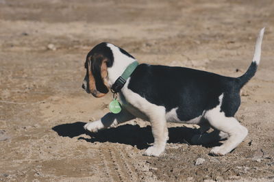 View of trees on field