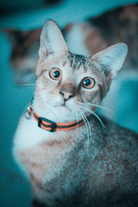 Close-up portrait of tabby cat