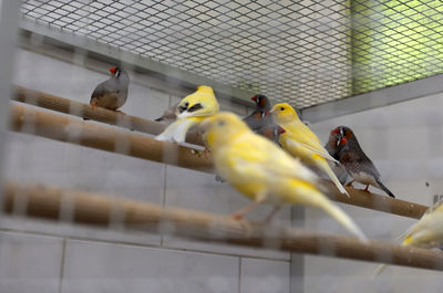 View of birds in cage