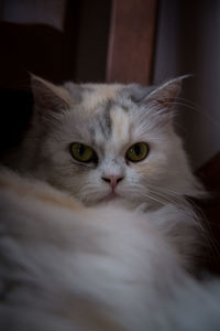 Close-up portrait of cat at home