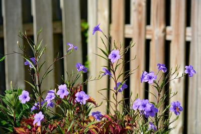 Close-up of purple flowering plants against fence