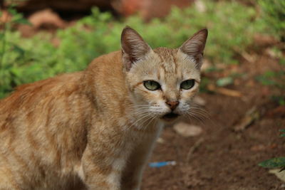 Close-up of a cat looking away