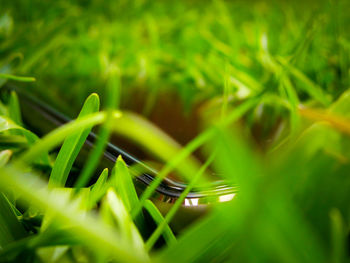 Close-up of green grass