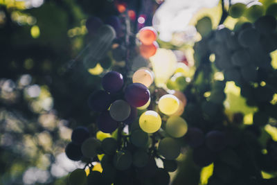 Close-up of grapes on tree