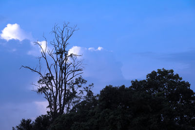 Low angle view of silhouette tree against sky