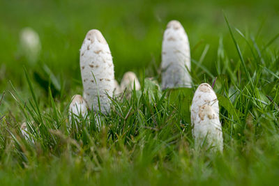 Close-up of white mushrooms on field