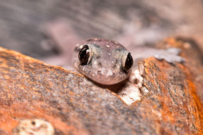 Close-up of frog on rock