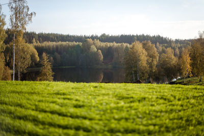 Trees on field against sky