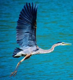 View of a bird flying over sea