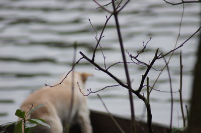 Close-up of woman holding plants against lake