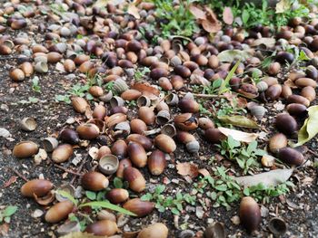 High angle view of pebbles on field