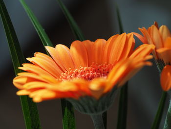 Close-up of orange daisy