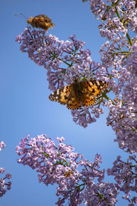 Close-up of butterfly pollinating on flower